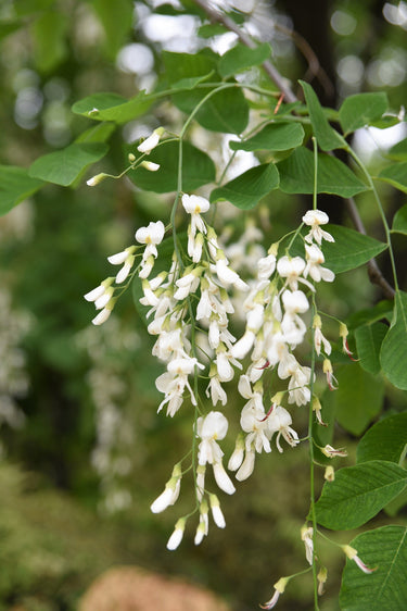 10 YELLOW ASH TREE Kentucky Yellowwood White Flowers Cladrastis Lutea Kentukea Seeds